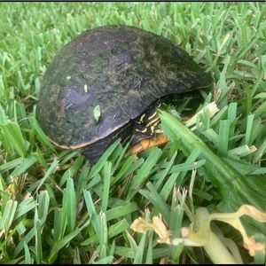 Meet your Posher, Reynaldo arturo